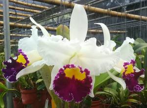 Rhyncholaeliocattleya Li Cheng Mary