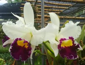 Rhyncholaeliocattleya Li Cheng Mary