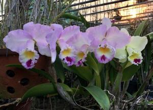 Laeliocattleya Angel Love