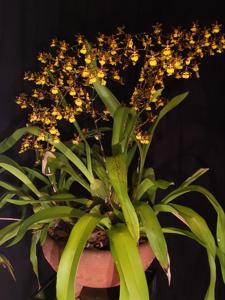 Oncidium Tropic Breeze