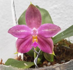 Phalaenopsis Princess Formosa