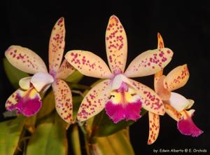 Cattleya Tropical Pointer