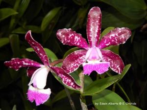 Cattleya Motte Spot