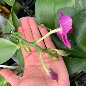 Phalaenopsis Lyndon Coral Grosbeak