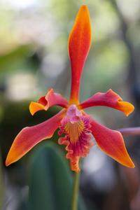 Cattleya Zip