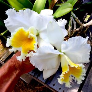 Rhyncholaeliocattleya Ranger Six