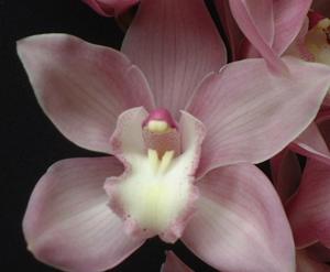 Cymbidium Coconut Ice