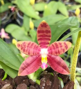 Phalaenopsis Roswitha Fischer