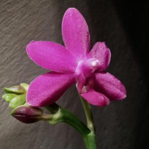 Phalaenopsis Sapphire's Galah