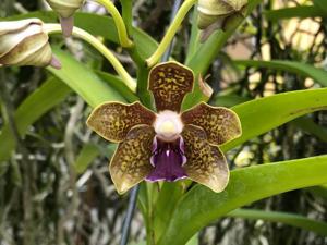 Vanda Robert Moorhead