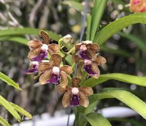 Vanda Robert Moorhead