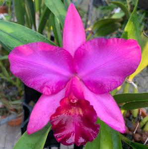 Rhyncholaeliocattleya Inspiration