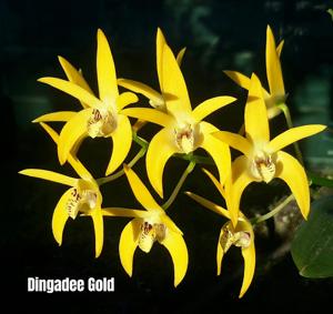 Dendrobium Dingadee Gold