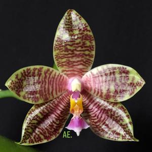 Phalaenopsis Frenchy's Plastic Yellow-hieroglyphica