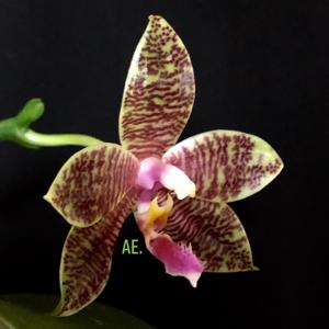 Phalaenopsis Frenchy's Plastic Yellow-hieroglyphica