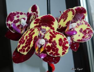 Phalaenopsis Mituo Sunrise