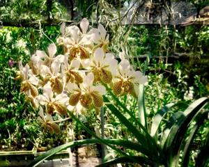 Vanda Kupperi