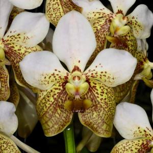 Vanda Kupperi