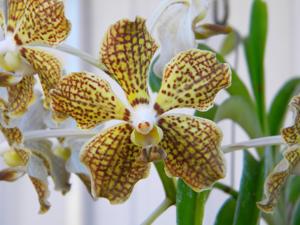 Papilionanda Memoria Barbara Swan