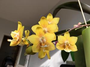 Phalaenopsis Yellow Chocolate