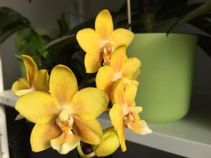 Phalaenopsis Yellow Chocolate