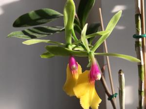 Epicattleya René Marqués