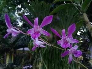 Dendrobium Rose Marie