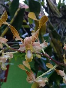 Dendrobium Pioneer River