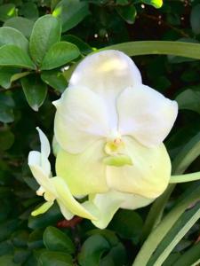 Vanda Jakkit Gold