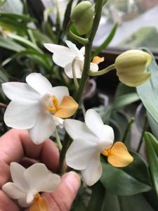 Phalaenopsis Liu's Triprince