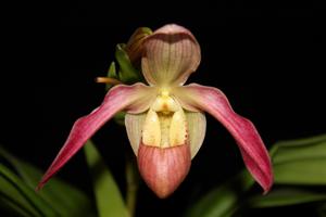 Phragmipedium Baerbel