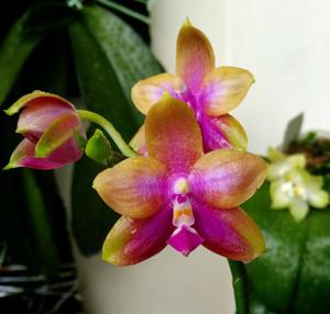 Phalaenopsis Lyndon Coral Dragon