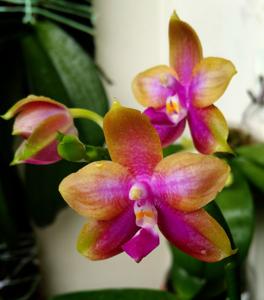 Phalaenopsis Lyndon Coral Dragon