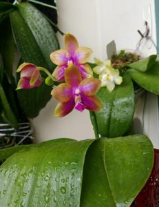 Phalaenopsis Lyndon Coral Dragon