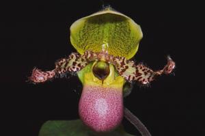 Paphiopedilum Pinocchio