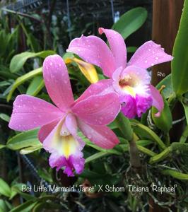 Jimrobertsara SunCoast Sonder