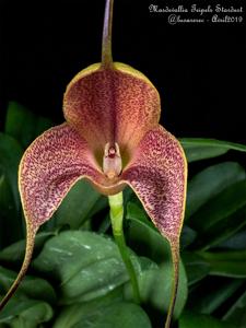 Masdevallia Teipels Stardust