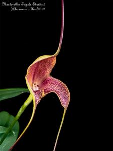 Masdevallia Teipels Stardust