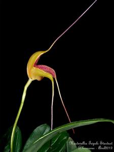 Masdevallia Teipels Stardust