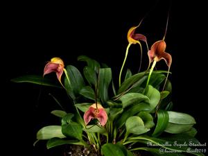 Masdevallia Teipels Stardust