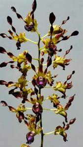 Dendrobium Tristan