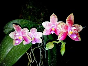 Phalaenopsis Guadalupe Pineda
