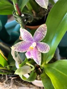 Phalaenopsis KS Blue Ludde