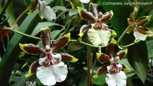 Oncidium Jungle Monarch