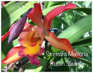 Stormara Memoria Ruben Sauleda