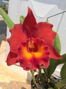 Rhyncholaeliocattleya Siam Red