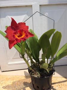 Rhyncholaeliocattleya Siam Red