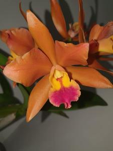 Cattlianthe Tangerine Dream