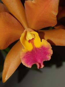 Cattlianthe Tangerine Dream