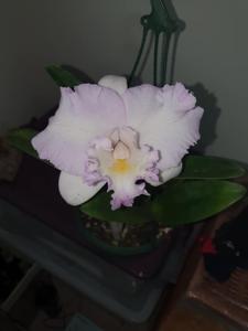 Rhyncatlaelia Deception Sweetheart